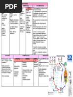 PARAGONIMOSIS Noxas tS11