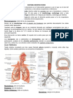 Sistema Respiratorio