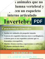 Power Point Invertebrados