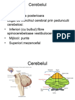 Neurologie - Cerebel