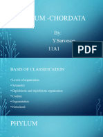 Phylum - Chordata: By: Y.Sarvesan 11A1