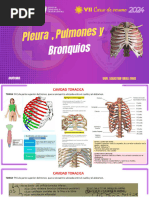 Anatomia Pleura Pulmones Bronquios