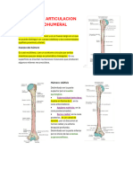 Humero Glenohumeral