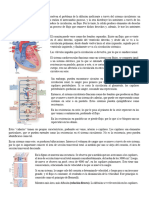 Clase 8 - Función Cardiovascular