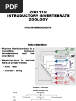 Hemichordates