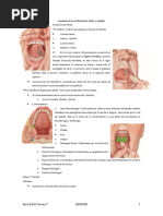 Anatomía de La Cavidad Bucal