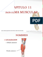 Sistema Muscular