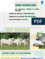 Act - Exposicion Raza Brahman - Zootecnia de Carne - Chaga Antonio Javier.