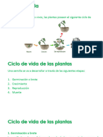 Ciclo de Vida de Las Plantas