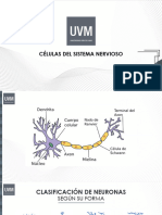 Neuronas y Glias PPT - S02