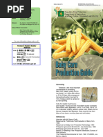 Baby Corn Production Guide