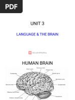 Language The Brain