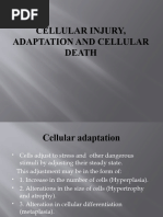 Cellular Injury, Adaptation and Cellular Death