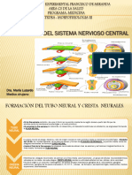 Embriologia Del SN