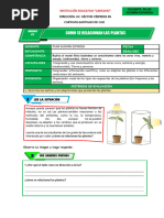 Actividad Sesion 4 Como Se Relacionan Las Plantas