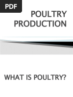 Poultry Production