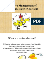 Native Chicken