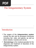 Integumentory System (Skin)