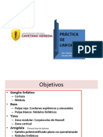 Práctica Histologia SistemaLinfoide