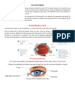 Los Sentidos - 4to