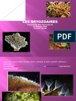 Bryozoaires 2024