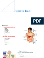 Digestive Tract