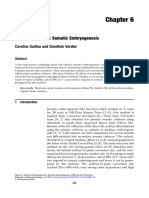 Theobroma Cacao: Somatic Embryogenesis: Caroline Guillou and Dorothe e Verdier