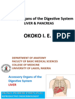 2024 Gross Anatomy of The Liver and Pancreas