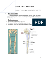 Lower Limb