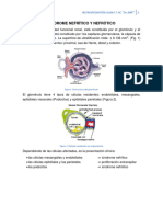 Sindrome Nefritico y Nefrotico