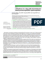 Acute Blindness in A Dog With Acinetobacter-Associated Postencephalitic Hydrocephalus