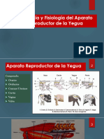 Anatomía Del Aparato Reproductor de La Yegua