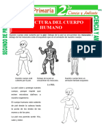 Estructura Del Cuerpo Humano para Segundo de Primaria