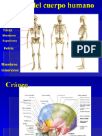 Clase 2. - Huesos y Musculos Del Cuerpo Humano