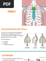 Tronco Complet