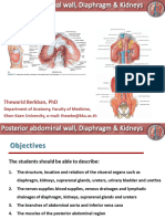 Httpse-Learning - Kku.ac - Thpluginfile.php1544216mod resourcecontent6Lec.20Posterior20abdominal20wall2C20diaphragm20