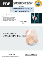 Transtornos Del Pene y La Uretra Coreccion Todo