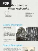 Pinus Roxberghii PPT1