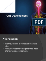 CNS Development