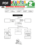 Sistema Muscular 