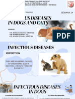 Infectious Diseases in Dogs and Cats