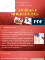 Picaduras y Mordeduras