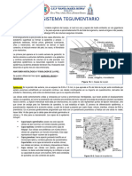 El Sistema Tegumentario Es El Mayor Sistema Organico Del Cuerpo