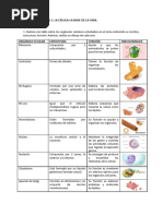 Actividades Tema 1. La Célula