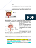 Anatomía Fisiología de La Vejiga Clase 14