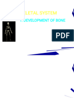 Development of Bone