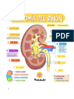 Anatomía y Fisiología Renal (Nefrona)