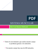 Sistema Muscular