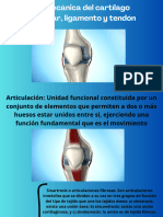 Biomecánica Del Cartílago Articular