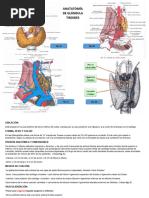 Anatomía de Glándula Tiroides